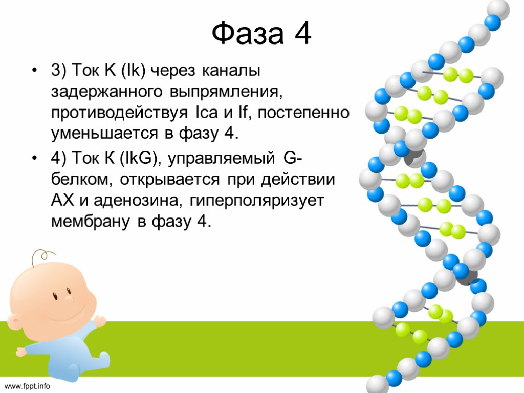 Фаза 4 3) Ток K (Ik) через каналы задержанного выпрямления, противодействуя Ica и If,